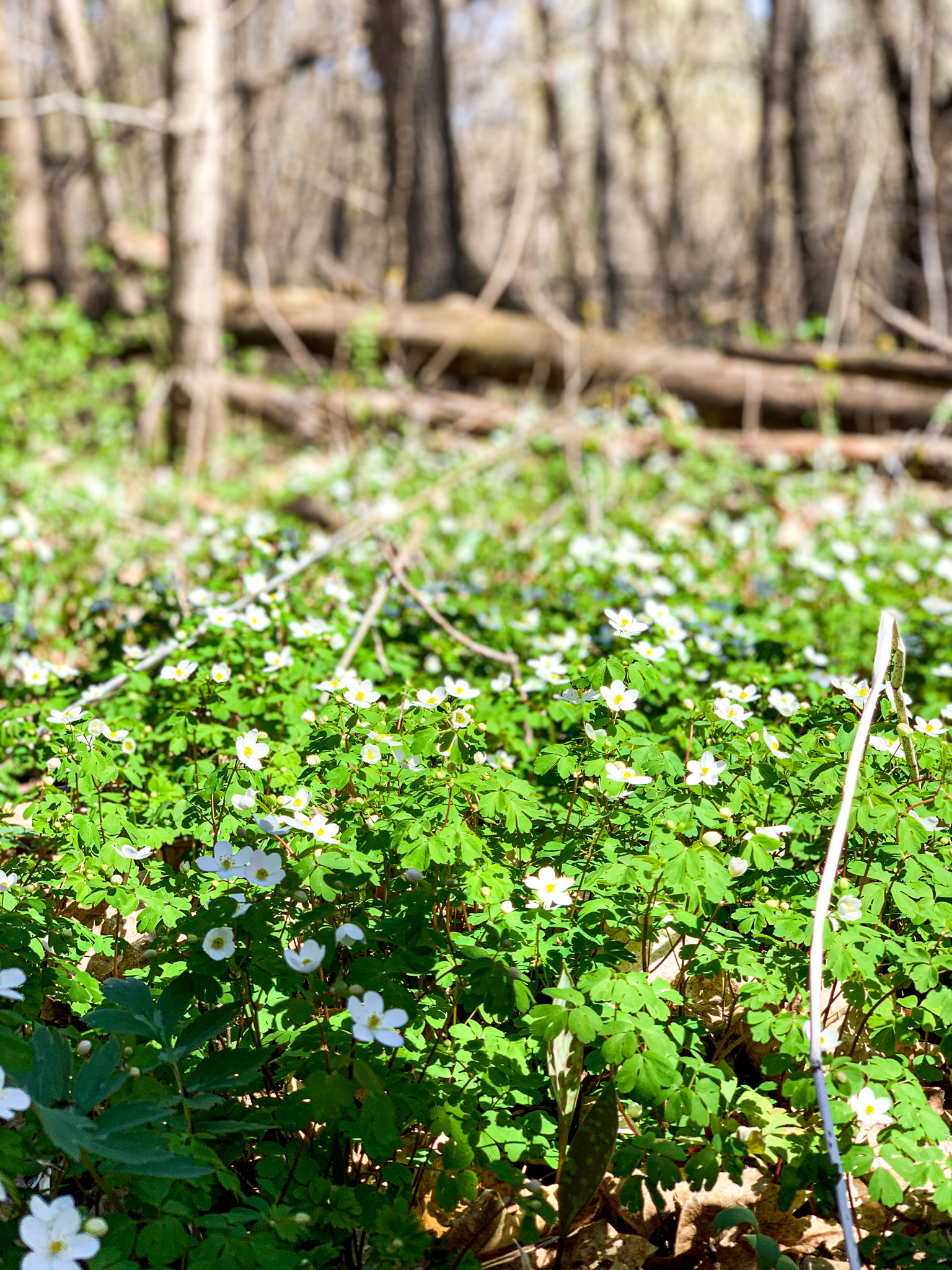 Sakatah Lake State Park Wildflowers