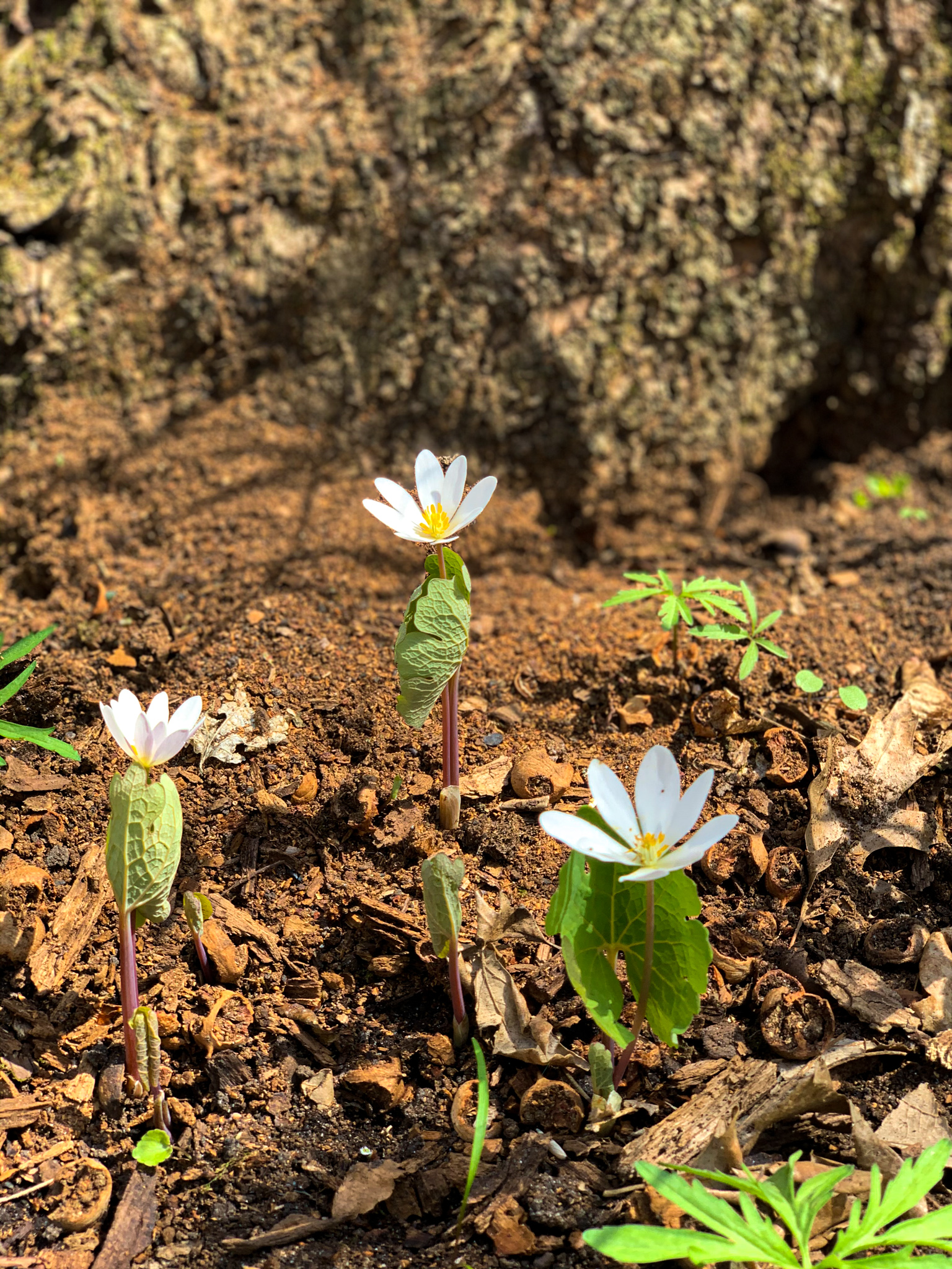 Sakatah Lake State Park Wildflowers