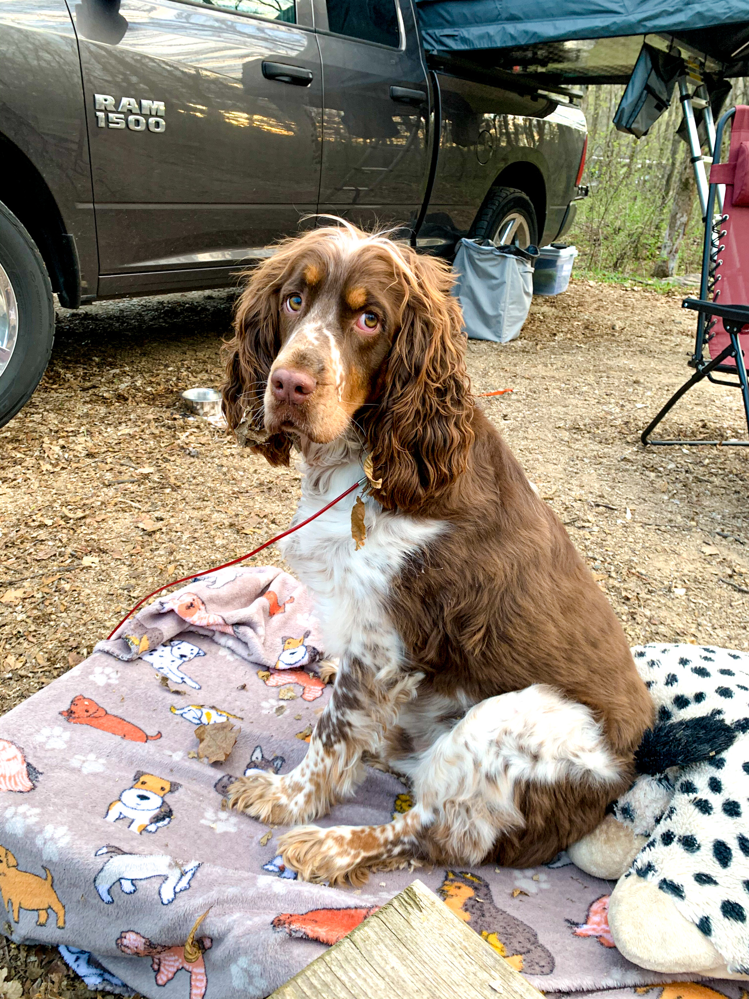 Springer Spaniel Dog Camping